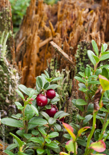 Photo: Ripe tasty cowberries Ripe tasty cowberries