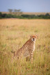 Gepard, Afrika