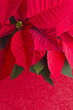 Photo: Red Poinsettia on Textured Paper Red Poinsettia on Textured Paper