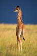Giraffe, Giraffenbaby