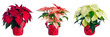 Three Pots of Poinsettia Isolated on White