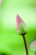 Lotus Blossom