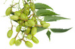 neem, margousier, nim, azadirachta indica,