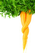 Pair of carrots