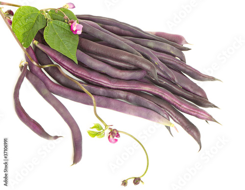 Photo: Violet kidney beans Violet kidney beans