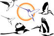 set of birds