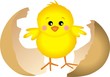 Vector: Little chick Little chick