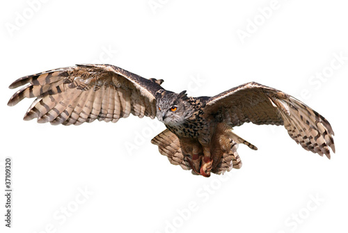 Photo: Flying Owl Flying Owl