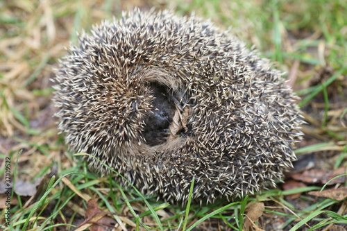 Foto: Igel Igel