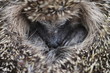Foto: Igel Igel
