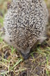 Foto: Igel Igel
