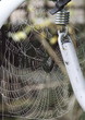 cobweb