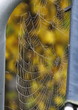 cobweb