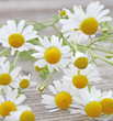 Kamilleblüten