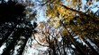 Tree-Pan