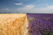 Grano e lavanda