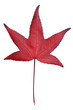 Foto: einzelnes Herbstblatt einzelnes Herbstblatt