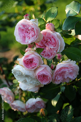 Photo: rosa Duftrose rosa Duftrose