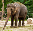 Indian elephant