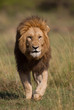 Löwe, Afrika