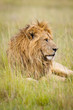 Löwe, Afrika