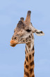 Portrait einer Giraffe