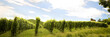 Vineyard in summer