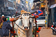 Photo: Ox cart transportation on early morning in Delhi, India Ox cart transportation on early morning in Delhi, India