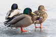Enten, Stockenten