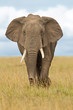 Elefant, Afrika