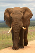 Elfant südafrika addo elephant nationalpark elfenbein Elfant südafrika addo elephant nationalpark elfenbein
