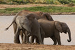 elefant garden route addo elephant park afrika südafrika