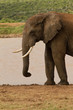 elefant bulle national park addo south africa garden route