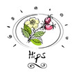 hips