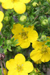 Yellow flowers