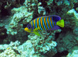 Regal angel fish Regal angel fish
