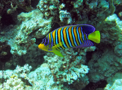 Foto: Regal angel fish Regal angel fish
