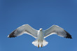 Seagull on Blue Sky Gliding in Wind Seagull on Blue Sky Gliding in Wind