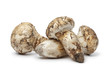 Matsutake mushrooms