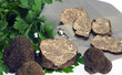 Herbsttrüffel tuber uncinatum