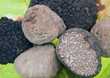 Albatrüffel tuber magnatum pico