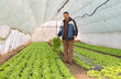 Farmer in Greenhouse