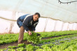 Farmer working in a greenhouse, planting salad