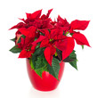 Weihnachtsstern.  Poinsettia