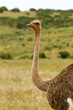 Vogelstrauß Ostrich südafrika Vogelstrauß Ostrich südafrika