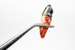 pulled tooth, tweezers pulled tooth, tweezers