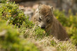 Klippschliefer dassie südafrika tsitsikamma garden route Klippschliefer dassie südafrika tsitsikamma garden route