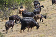 Goats in countryside.