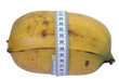 Grosse banane jaune mesurée sur fond blanc Grosse banane jaune mesurée sur fond blanc