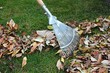 Herbstlaub
